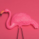 Savage Fondo de Papel "Flamingo" para backdrop de 2,72 X 11 mts SAV-92